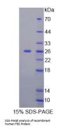 Human Fibrosin (FBRS) Protein