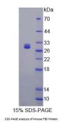 Mouse Fibrosin (FBRS) Protein