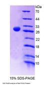 Rat Flavin Containing Monooxygenase 2, Non Functional (FMO2) Protein