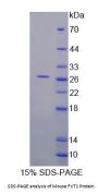 Mouse 3-Ketodihydrosphingosine Reductase (KDSR) Protein
