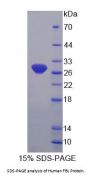 Human Fibrillarin (FBL) Protein