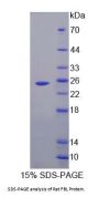 Rat Fibrillarin (FBL) Protein