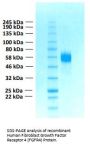 Human Fibroblast Growth Factor Receptor 4 (FGFR4) Protein