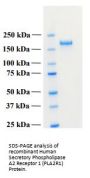 Human Secretory Phospholipase A2 Receptor 1 (PLA2R1) Protein