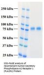 Human Secretory Phospholipase A2 Receptor 1 (PLA2R1) Protein