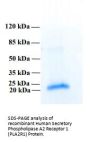 Human Secretory Phospholipase A2 Receptor 1 (PLA2R1) Protein