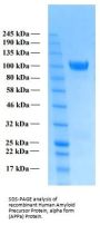 Human Amyloid Precursor Protein, alpha form (APPa) Protein