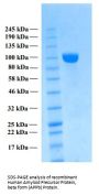 Human Amyloid Precursor Protein, beta form (APPb) Protein