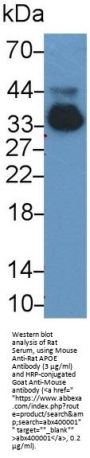 Apolipoprotein E (APOE) Antibody
