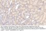 Apolipoprotein E (APOE) Antibody