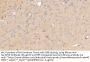 Apolipoprotein E (APOE) Antibody