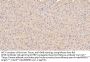 Apolipoprotein E (APOE) Antibody