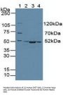 Citrate Synthase (CS) Antibody
