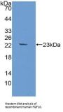 Fibroblast Growth Factor 10 (FGF10) Antibody