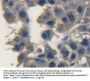 Fibroblast Growth Factor 10 (FGF10) Antibody