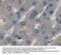 Fibroblast Growth Factor 10 (FGF10) Antibody