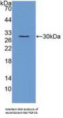 Fibroblast Growth Factor 23 (FGF23) Antibody
