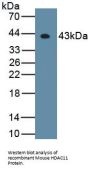 Histone Deacetylase 11 (HDAC11) Antibody