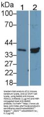 Histone Deacetylase 11 (HDAC11) Antibody