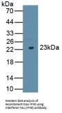 Interferon Tau (IFNt) Antibody