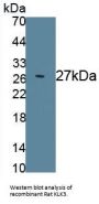Glandular Kallikrein-3, Submandibular (KLK3) Antibody