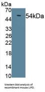 Lipase, Lipoprotein (LIPD) Antibody