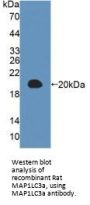 Microtubule Associated Protein 1 Light Chain 3 Alpha (MAP1LC3a) Antibody