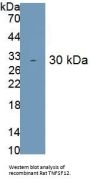 Tumor Necrosis Factor Ligand Superfamily, Member 12 (TNFSF12) Antibody