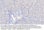 Nitric Oxide Synthase, Inducible (NOS2) Antibody