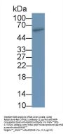 Cytochrome P450 3A2 (CYP3A2) Antibody