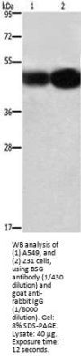 Basigin (BSG) Antibody