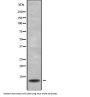 S100G Antibody