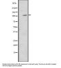 Mindbomb Homolog 2 (MIB2) Antibody