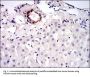 Melanoma Cell Adhesion Molecule (MCAM) Antibody