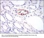 Melanoma Cell Adhesion Molecule (MCAM) Antibody