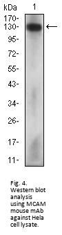 Melanoma Cell Adhesion Molecule (MCAM) Antibody