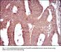 Complement Component 1q Receptor / C1QR1 (CD93) Antibody