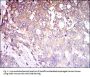 Complement Component 1q Receptor / C1QR1 (CD93) Antibody