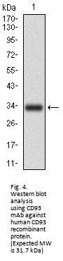 Complement Component 1q Receptor / C1QR1 (CD93) Antibody