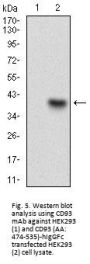 Complement Component 1q Receptor / C1QR1 (CD93) Antibody
