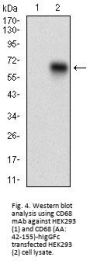 Macrosialin (CD68) Antibody