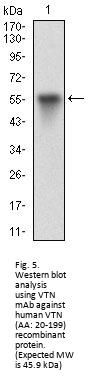 Vitronectin (VTN) Antibody
