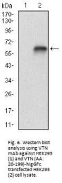 Vitronectin (VTN) Antibody