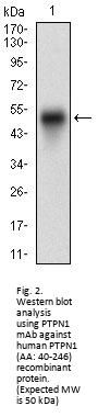 Tyrosine-Protein Phosphatase Non-Receptor Type 1 (PTPN1) Antibody