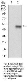 Tyrosine-Protein Phosphatase Non-Receptor Type 1 (PTPN1) Antibody