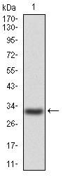 P2Y Purinoceptor 13 (P2RY13) Antibody