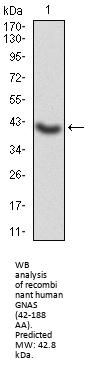 Neuroendocrine Secretory Protein 55 (GNAS) Antibody