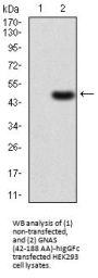 Neuroendocrine Secretory Protein 55 (GNAS) Antibody