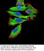 Neuroendocrine Secretory Protein 55 (GNAS) Antibody