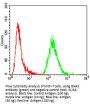 Neuroendocrine Secretory Protein 55 (GNAS) Antibody